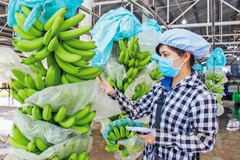 Vietnam’s dragon fruit, banana, durian export targets 2 billion USD in 2023
