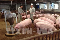 Project helps improve pork safety in Vietnam