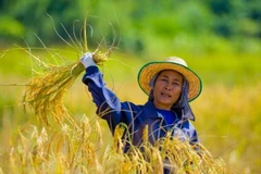 Over 250,000 Thai farmers to benefit from rice green climate fund