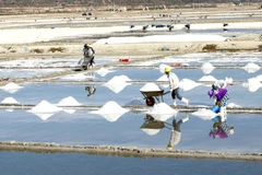 New strategies needed for salt industry development: experts