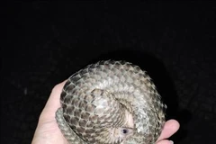 Two pangolins handed over to authorities in Binh Phuoc