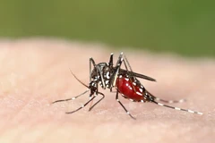Thai Health Ministry: Dengue fever cases could reach 3-year peak