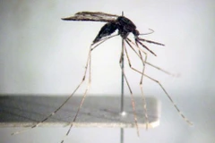 Efforts to be exerted towards malaria elimination by 2030