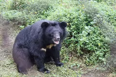 National park inaugurates bear rescue centre 