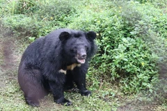 National park inaugurates bear rescue centre 