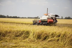 Vietnamese rice prices increase after India’s export ban