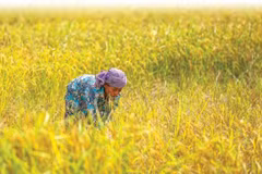 Cambodia posts some 89 million USD in rice exports to China in H1