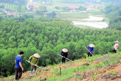 Newly planted forest area increases 4.7% in Q1