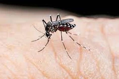 Laos sees strong increase in dengue case number