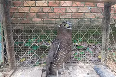 Rare grey peacock-pheasant discovered in Binh Phuoc