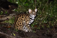 Quang Binh: rare wild cat handed over to authorities
