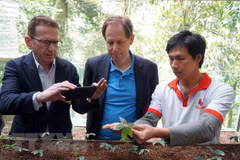Foreign experts inspect Ngoc Linh ginseng cultivation in Quang Nam