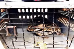 Endangered animals released to nature