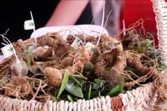 Kon Tum - Ngoc Linh Ginseng Festival to be held biennially 
