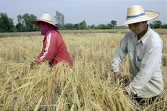 Thailand’s rice output may fall 6% due to El Nino