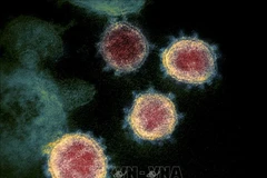Omicron subvariant XBB detected in HCM City