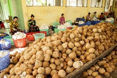Ben Tre province boosts collective economy development