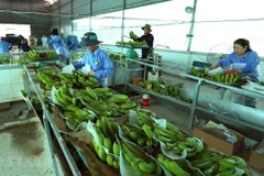 Vietnamese agricultural products enjoy bustling export to China
