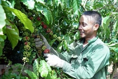 Vietnam – South Africa trade hoped to take strides: Ambassador