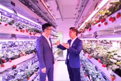 Singapore applies hi-tech in growing strawberries in Malaysia, Thailand 