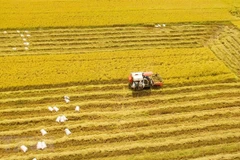 2023 set to be favourable for Vietnamese rice enterprises