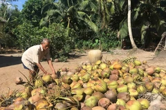 Tra Vinh province eyes expansion in organic coconut growing areas