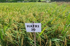 New salt tolerant rice variety to bolster Mekong Delta’s response to climate change