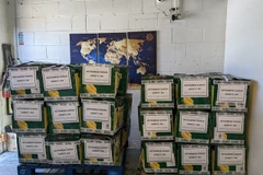 UK is potential market for Vietnamese durian
