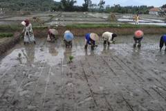 Indonesia aims to become world food barn in 2028