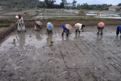 Indonesia aims to become world food barn in 2028