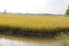 Mekong Delta to expand shrimp-rice farming