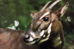 Quang Binh works to save Saola from brink of extinction