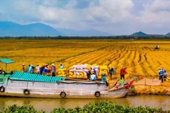 Ample room for investment in Mekong Delta: Official