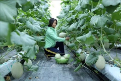 Bac Giang puts science and technology to the test in agricultural production