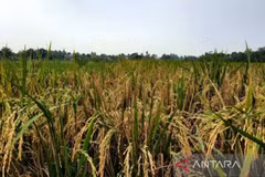 Indonesia projected to face rice shortage this year