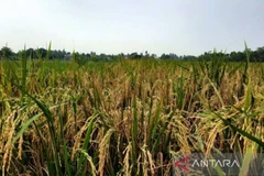 Indonesia projected to face rice shortage this year