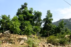Ninh Thuan to grow more new forests