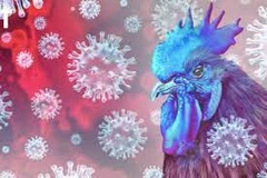 11-year-old Cambodian girl dies of H5N1 bird flu