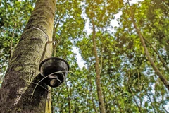 Southeast Asia's rubber producers brace for new EU rules 