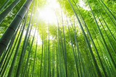 Armed with bamboo diplomacy, Vietnam navigating headwinds: Scholars