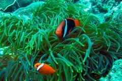 Con Dao National Park recognised as ASEAN Heritage Park