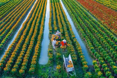 Development strategy of rural occupations and economic development approved