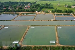 New solutions reduce GHG emissions from shrimp ponds: Research