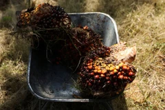 Indonesia, Malaysia threaten to stop exporting palm oil to Europe