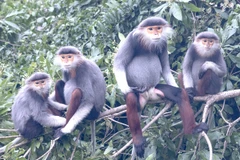 Rich biodiversity database debuts