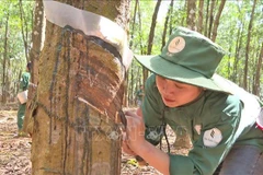 Vietnamese rubber companies helpful in Laos