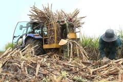 Sugar prices to surge towards the end of the year: VSSA