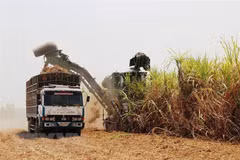 Thailand’s sugar cane output lower than expected