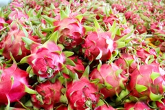 Dragon fruit export turnover reaches 47 million USD