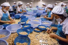 Cashew industry moves to boost green production, consumption 